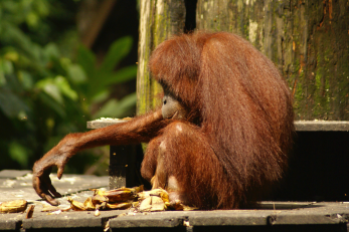 Les derniers orang-outans.